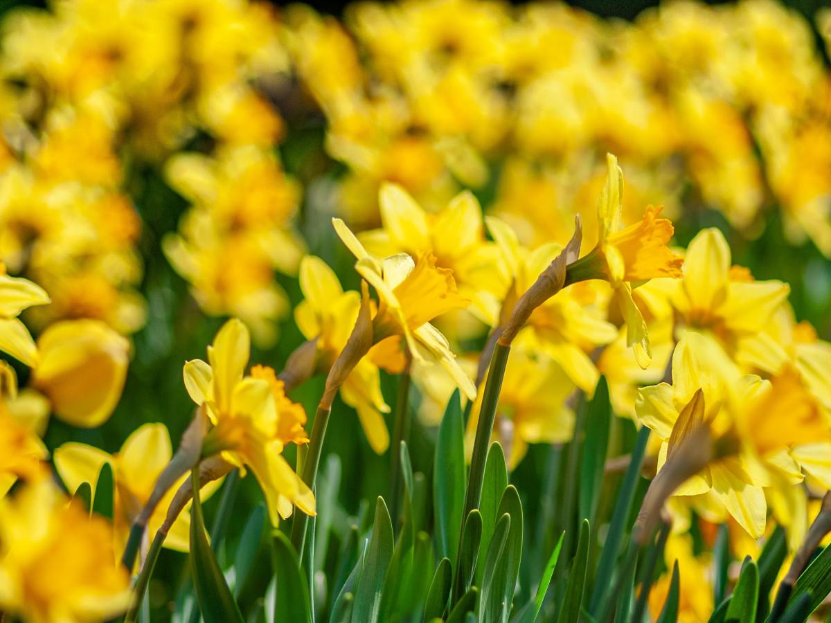 “The Daffodil”
